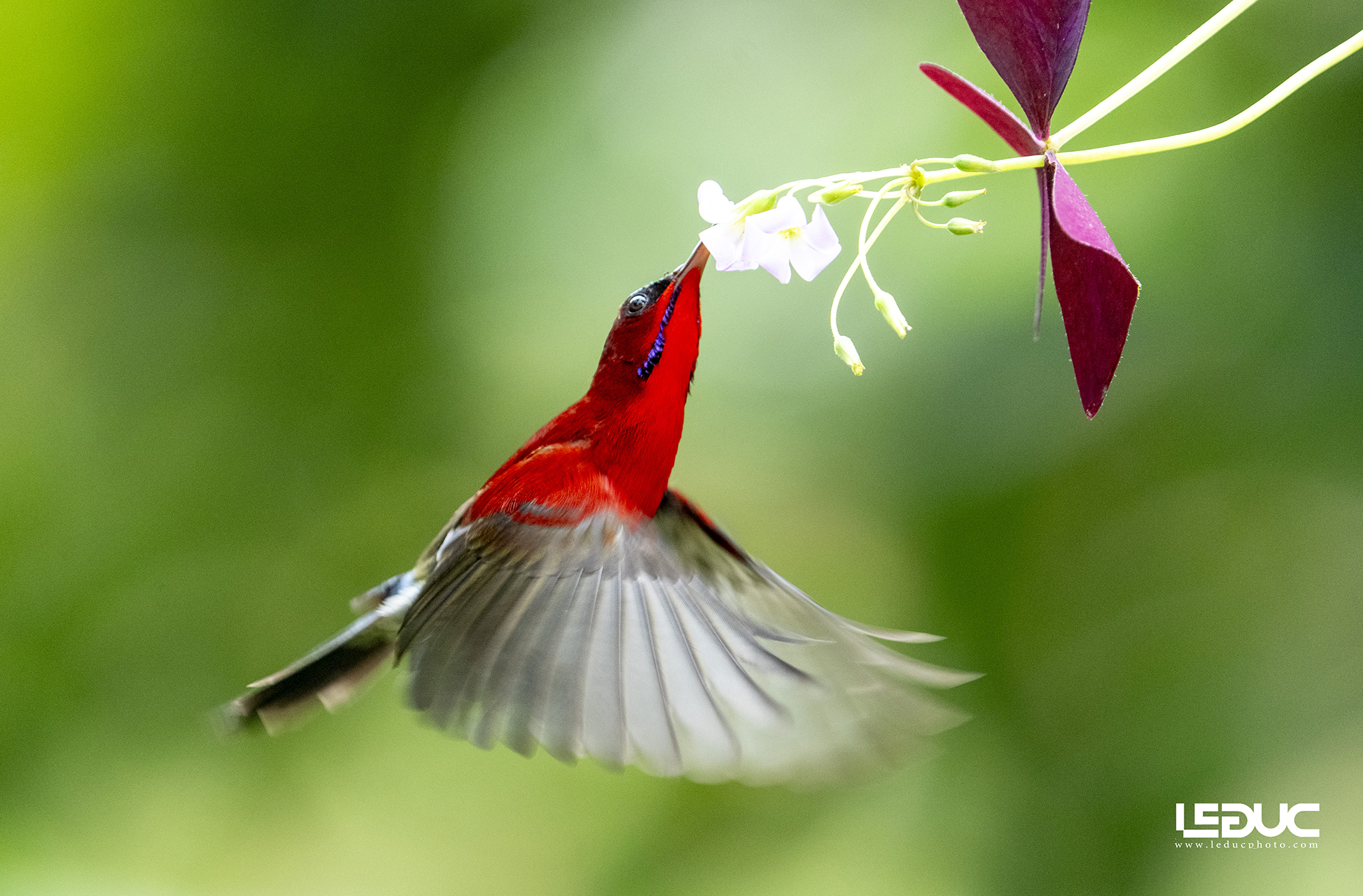Chim xác pháo ( hút mật) (4)
